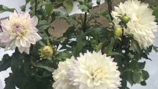 四季の花々とイベント盛りだくさん 西目ハーブワールド 秋田由利本荘 東北在住あるるんの旅記録 四季の花々とイベント盛りだくさん 西目ハーブワールド 秋田由利本荘 東北在住あるるんの旅記録