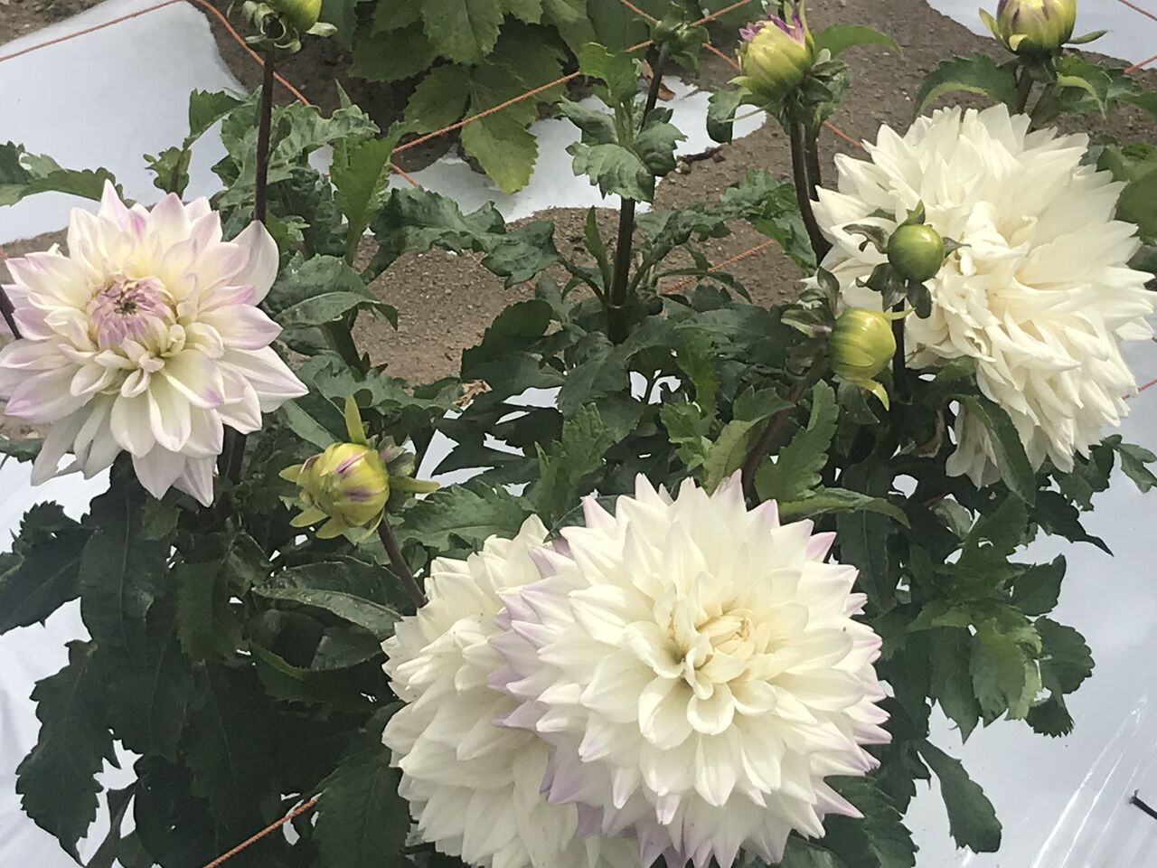 四季の花々とイベント盛りだくさん 西目ハーブワールド 秋田由利本荘 東北在住あるるんの旅記録