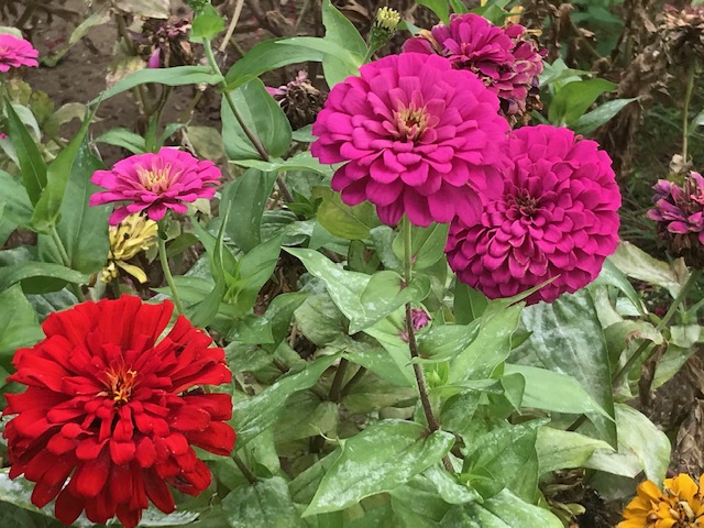 四季の花々とイベント盛りだくさん 西目ハーブワールド 秋田由利本荘 東北在住あるるんの旅記録